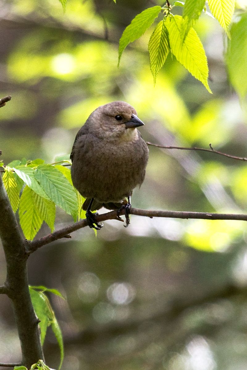 Brown-headed Cowbird (Female)