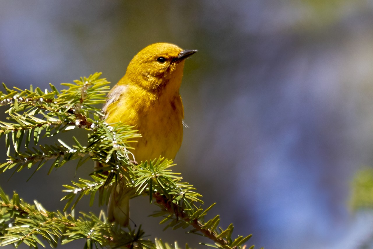 Pine Warbler