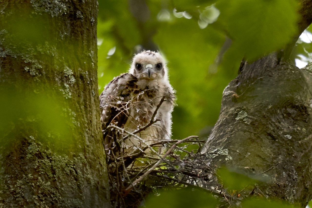 Red-shouldered Hawk (Young)