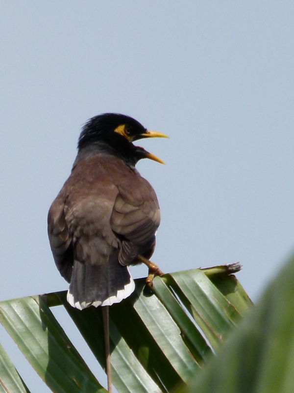 Myna bird ... very noisy. They roosted at the condo.