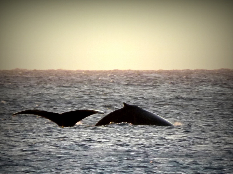 Whale watching from our condo