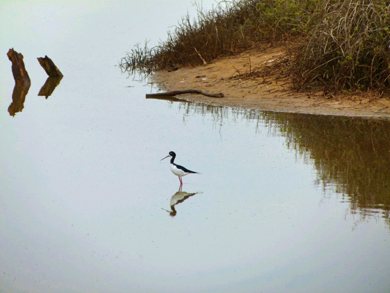 Black-necked Stilt
