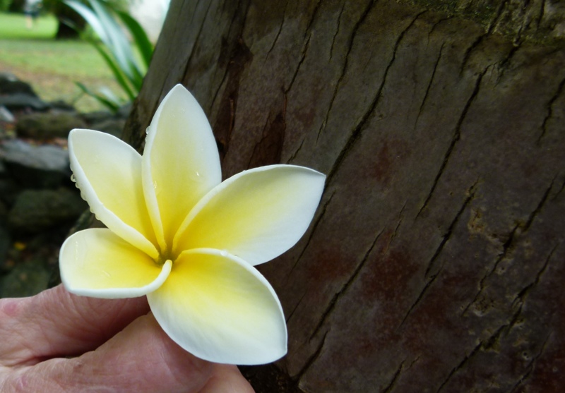 Plumeria