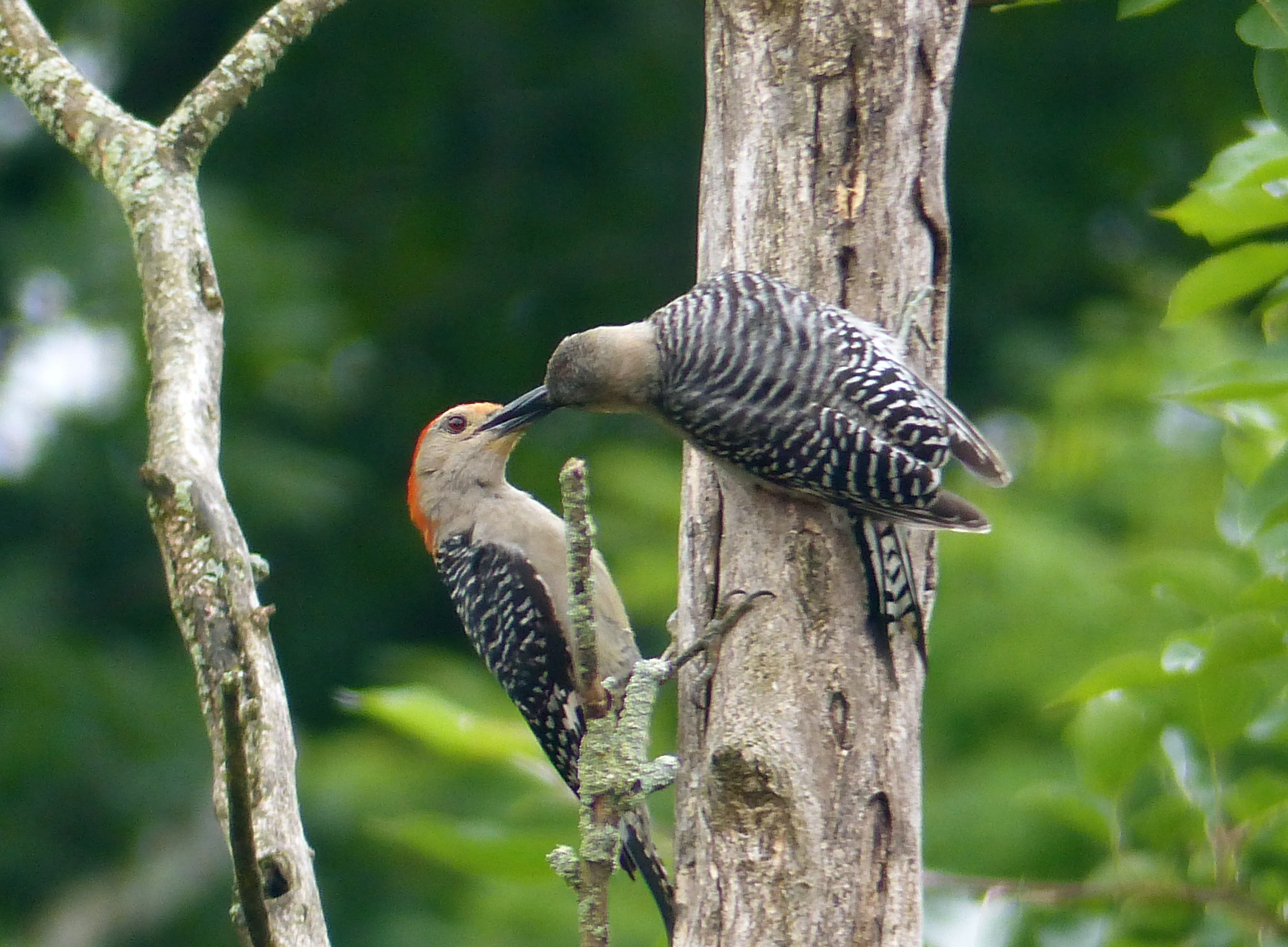 The Hairy Woodpeckers feed their young.