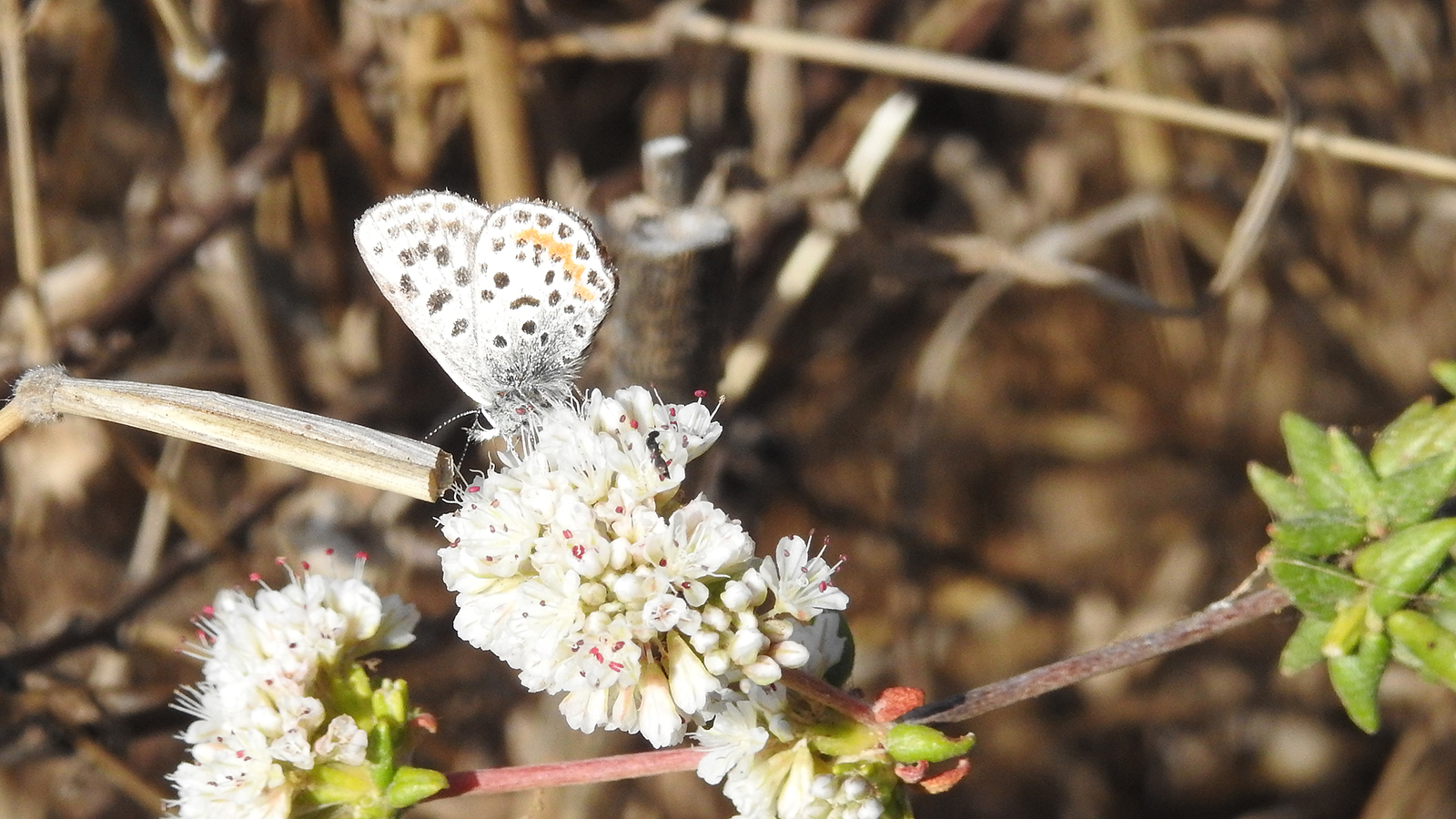 El Segundo blue butterfly