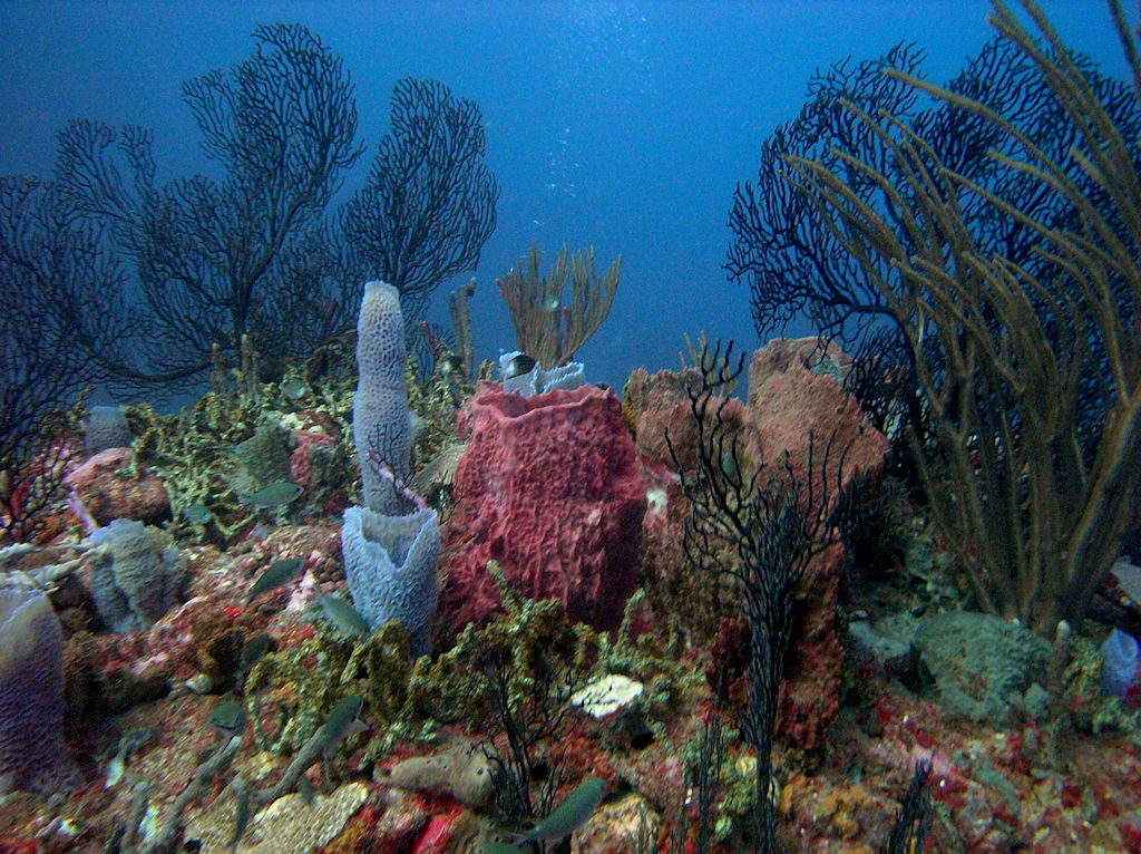 Coral and Sponge Scene