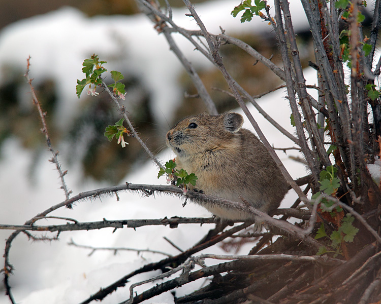 Pika in the Brush.jpg