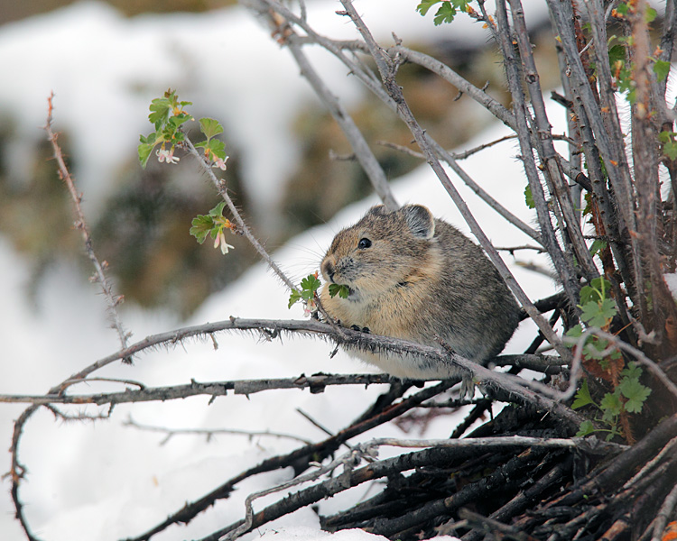 Pika with a Mouthful.jpg