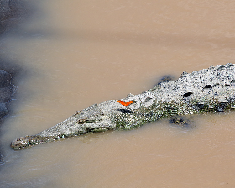 The Crocodile and the Butterfly.jpg