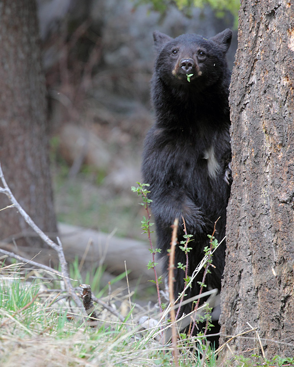 Black Bear Hiding Behind a Tree