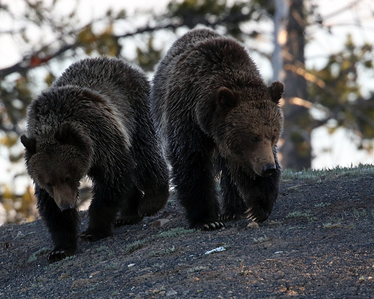 Grizzly Sow and Cub