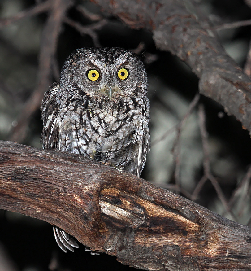 Whiskered Screech-Owl