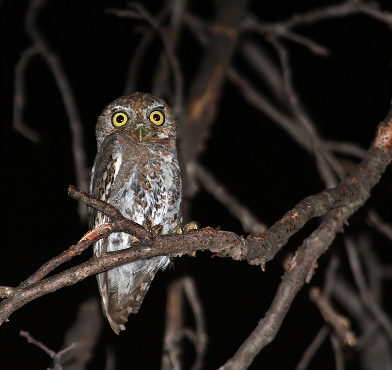 Elf Owl