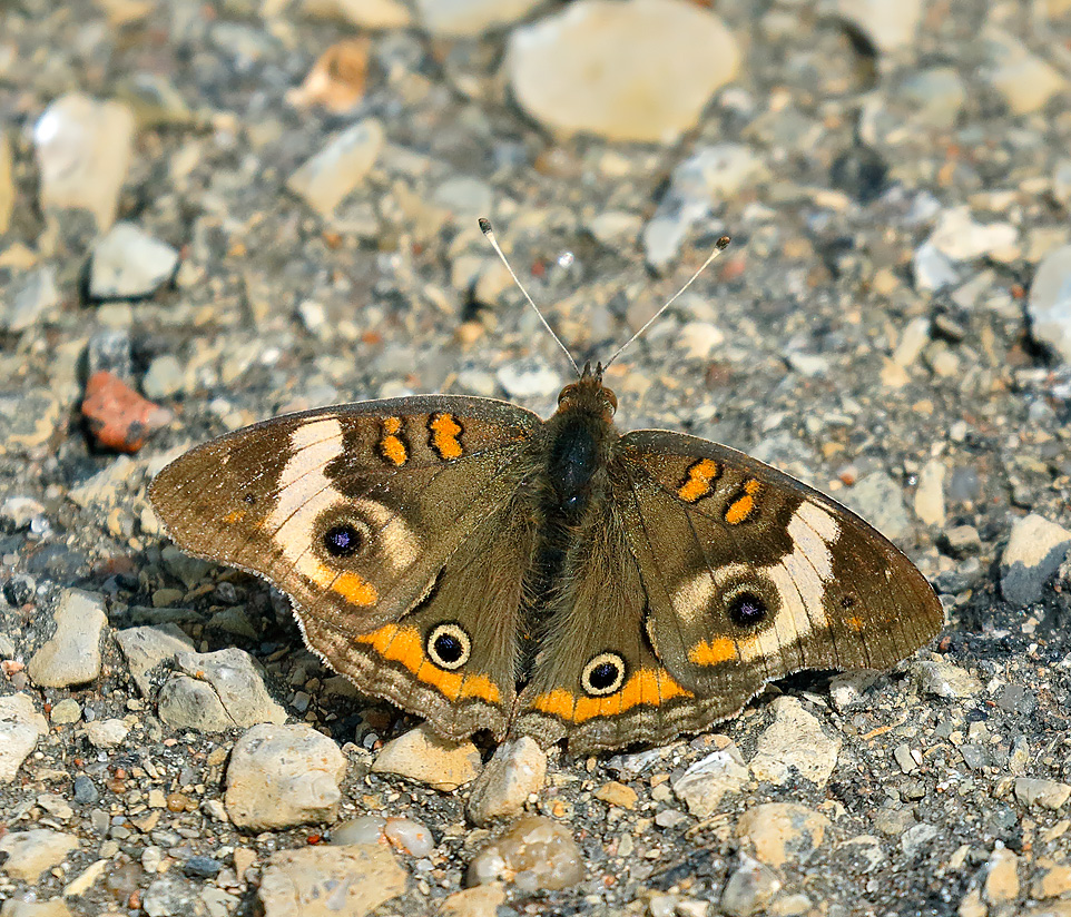 Common Buckeye