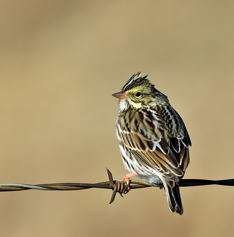 Savannah Sparrow