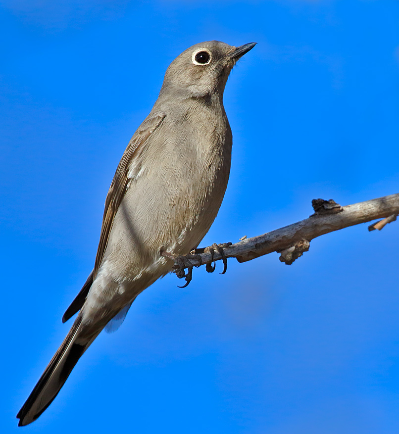 Townsends Solitaire