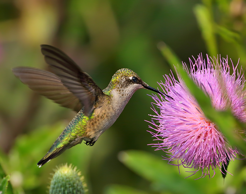 Ruby-throated Hummingbird