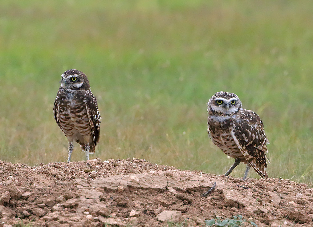 Burrowing Owls