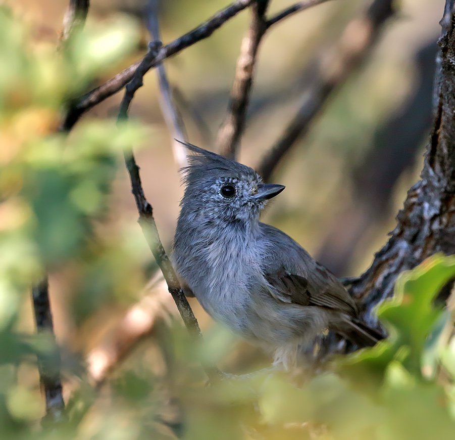 Juniper Titmouse