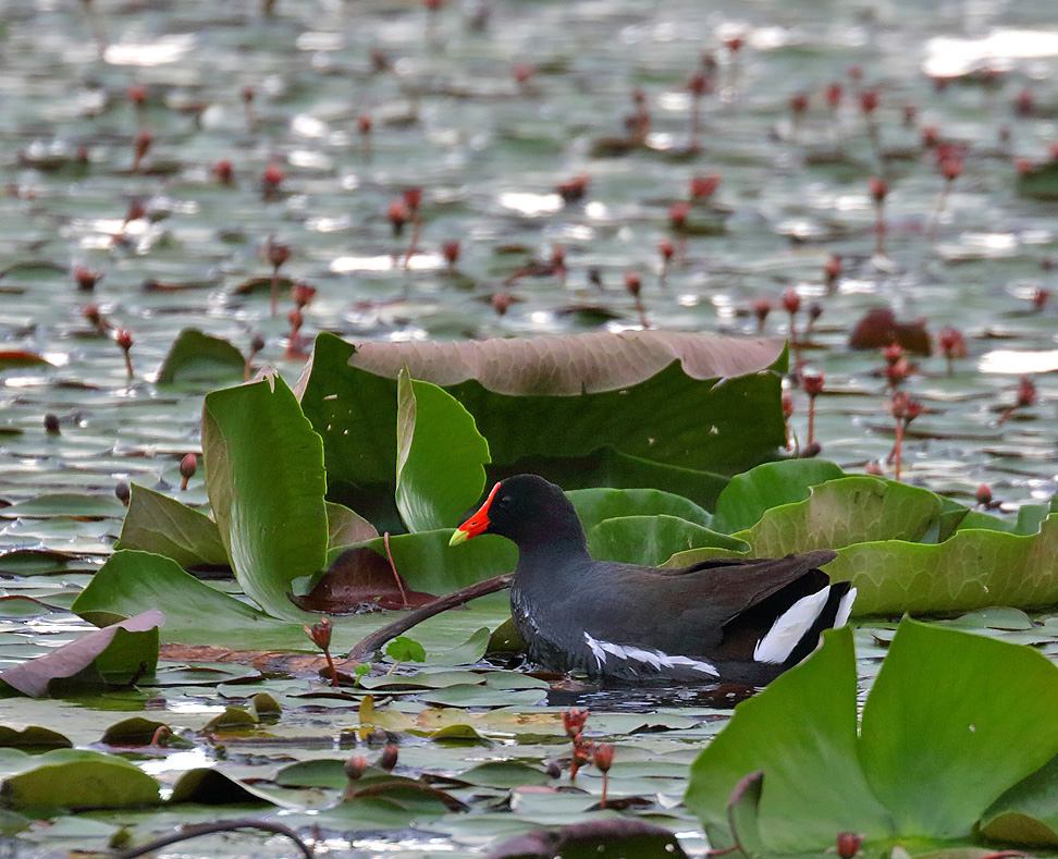 Common Gallinule