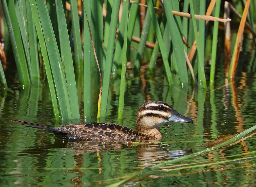 Masked Duck