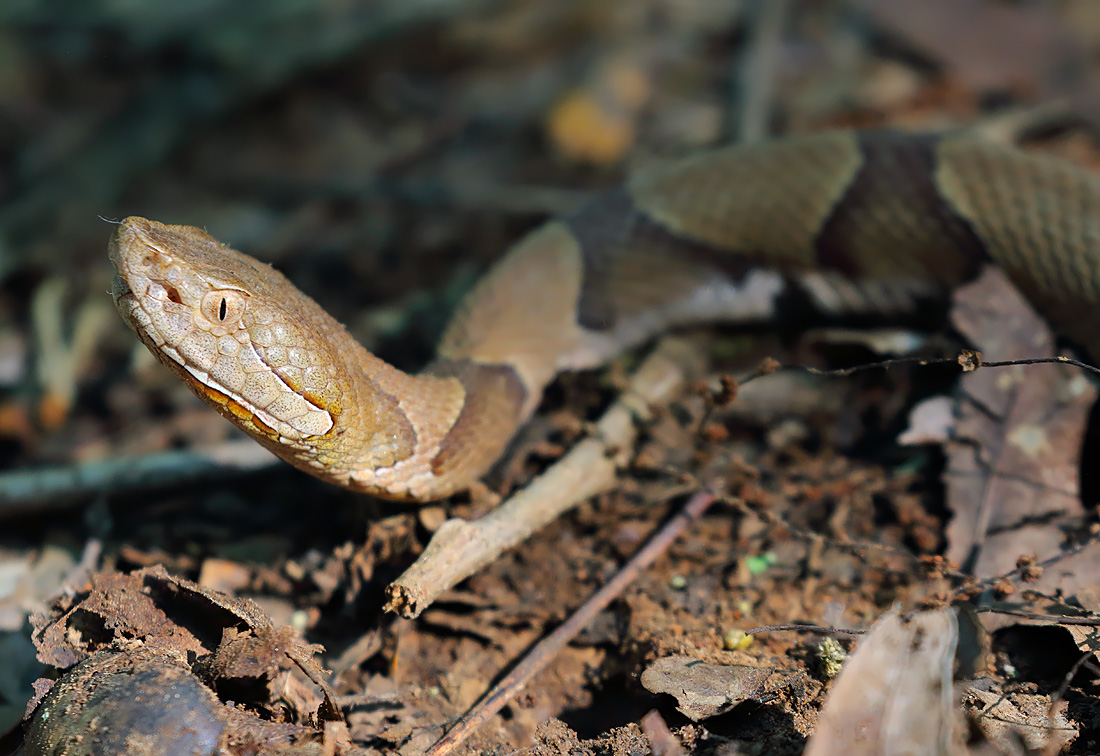 Copperhead