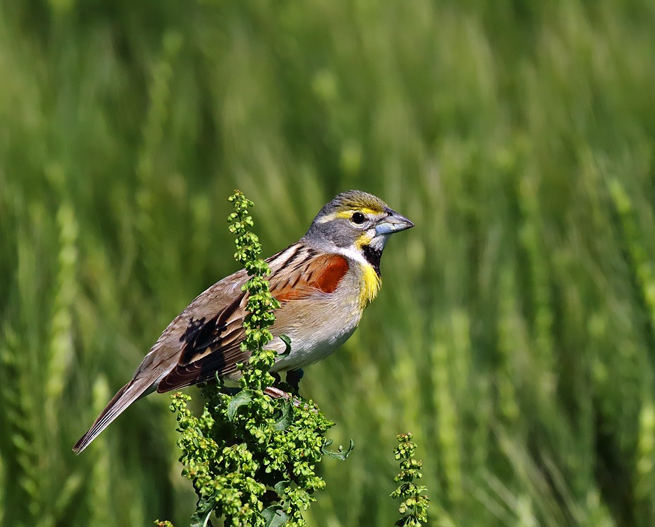 Dickcissel