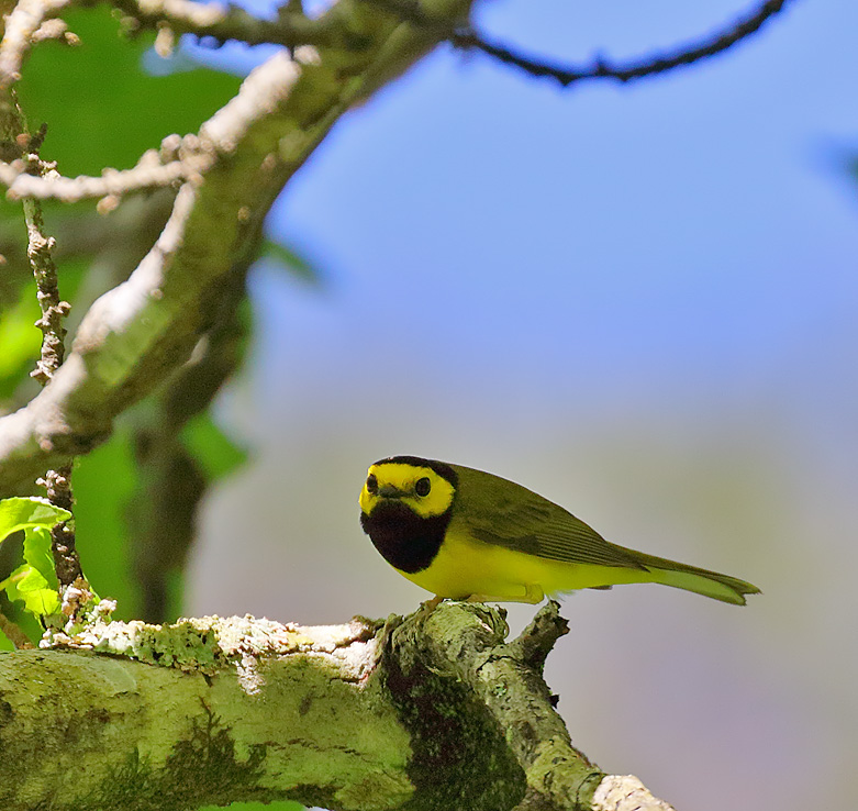 Hooded Warbler