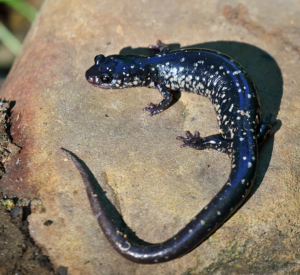 undescribed Plethodon species