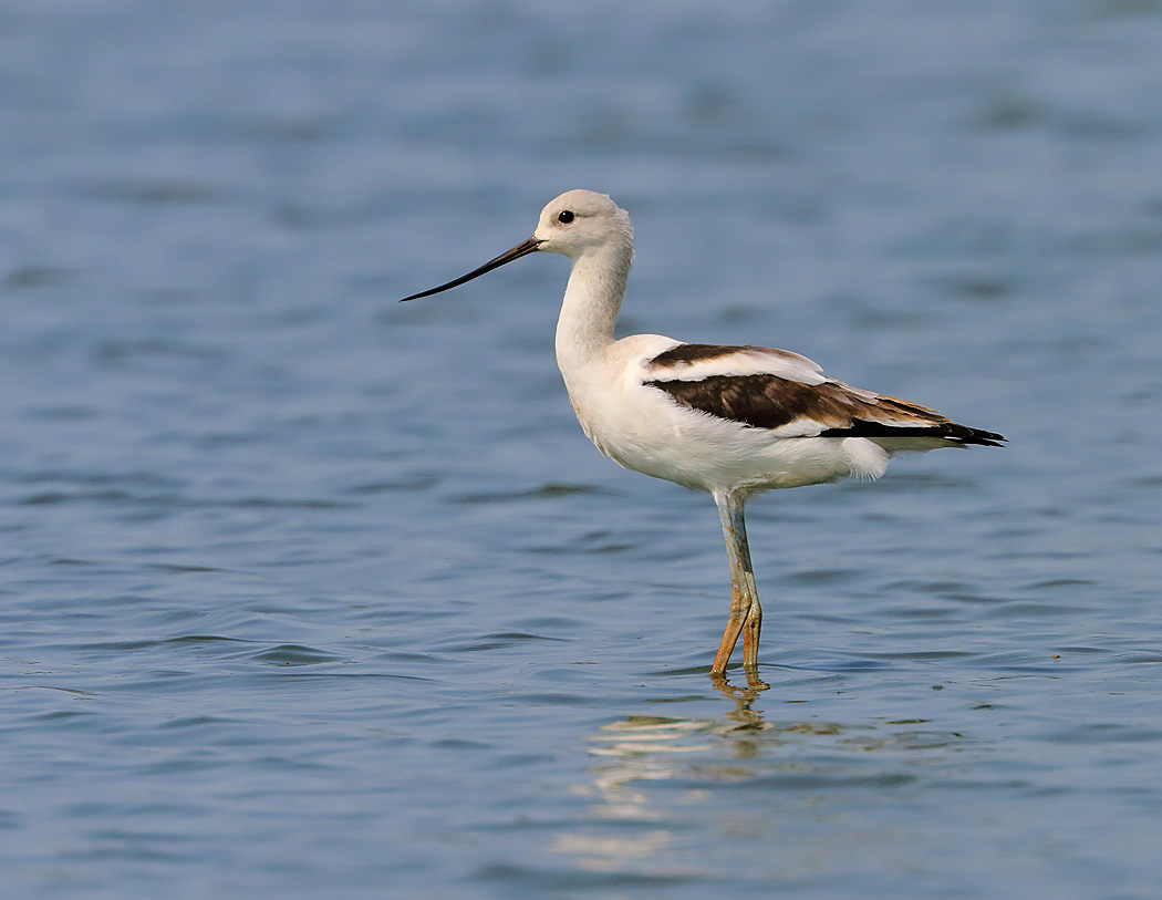 American Avocet