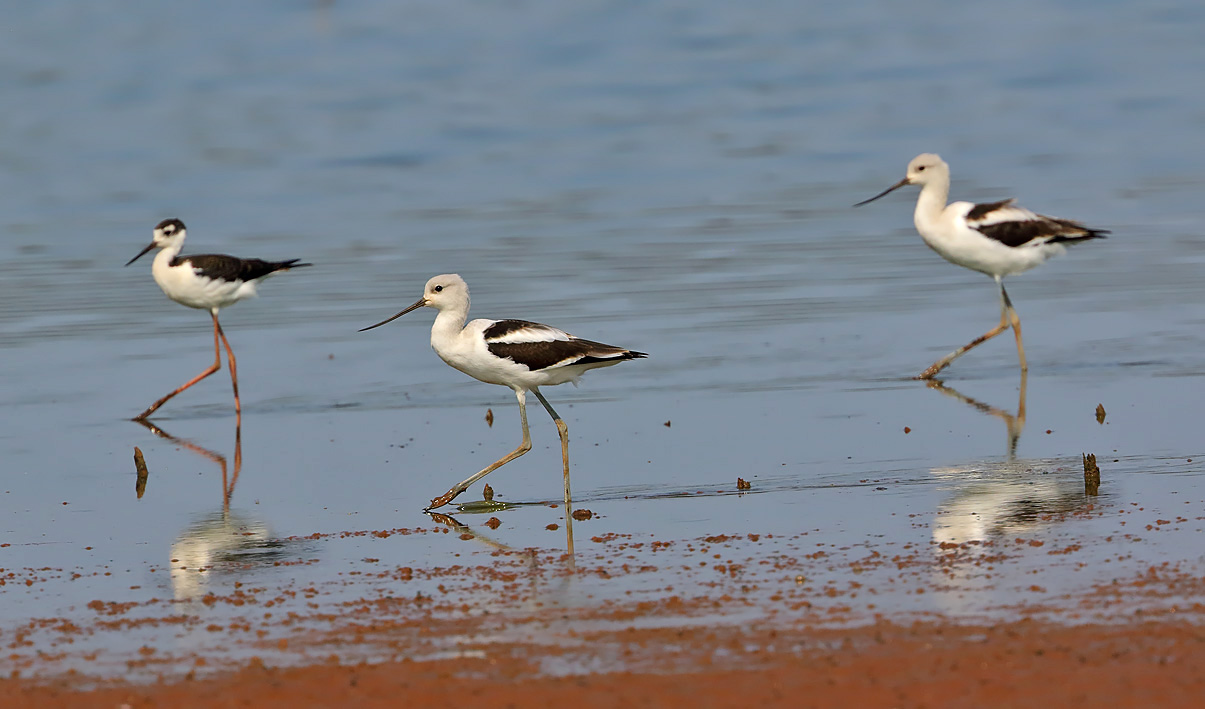 American Avocets