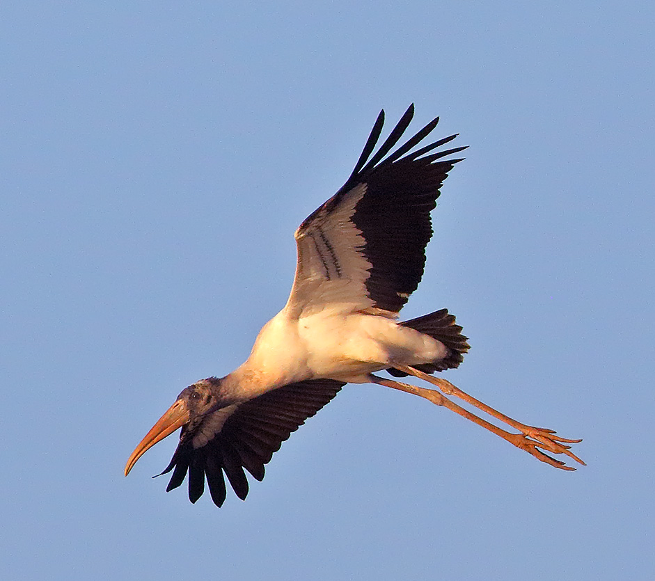 Wood Stork