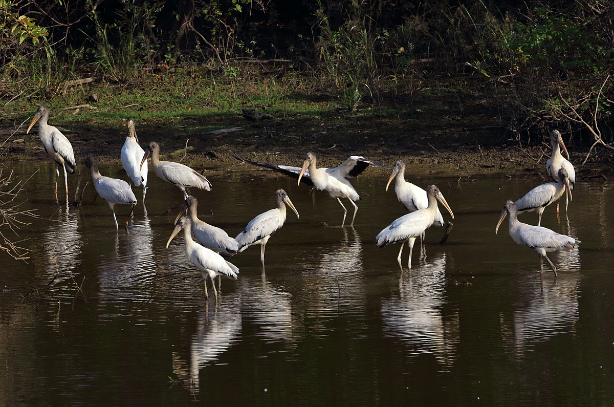 Wood Storks