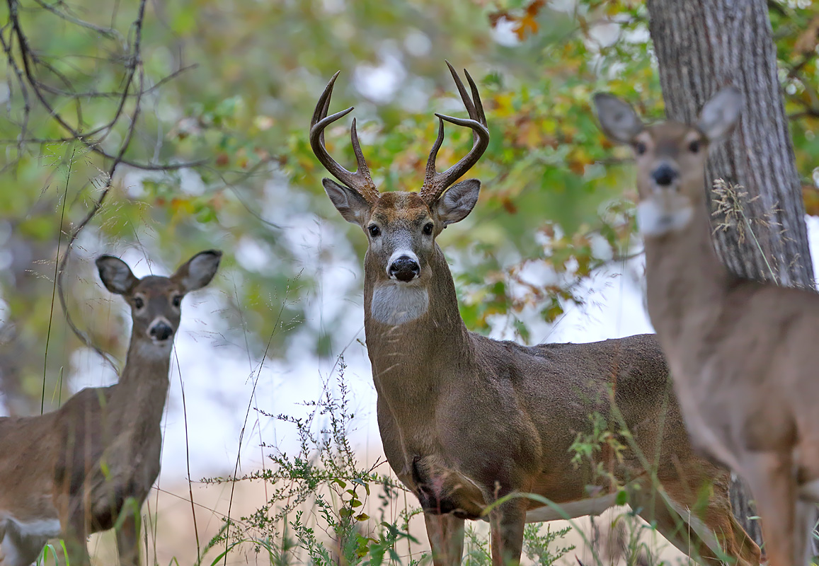 White-tailed Deer