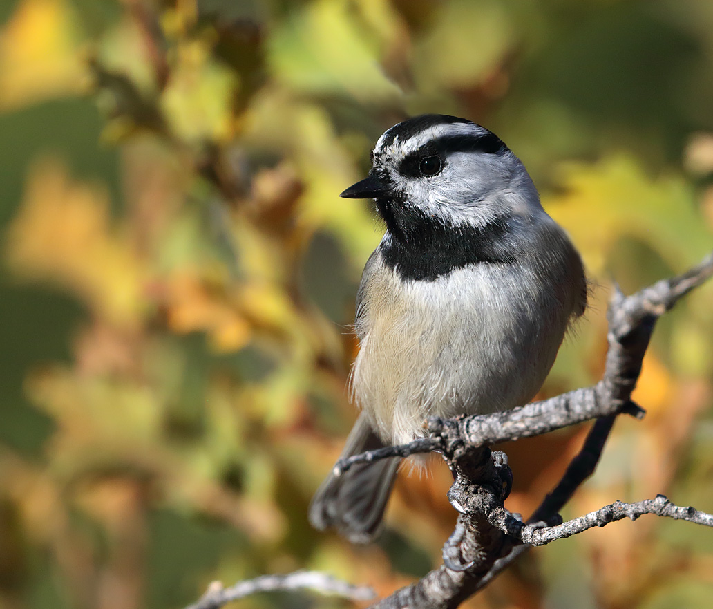 Mountain Chickadee