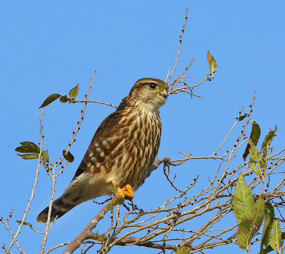 Merlin