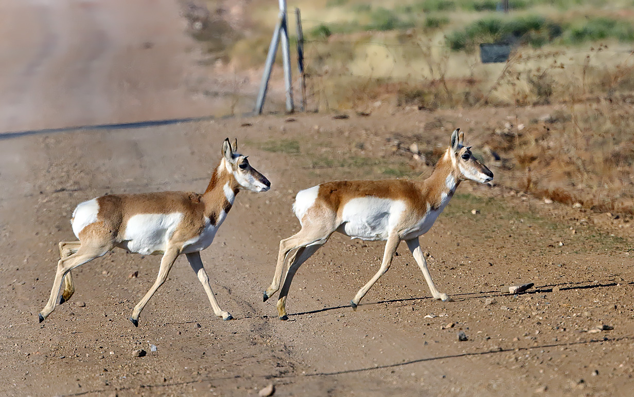 Pronghorn