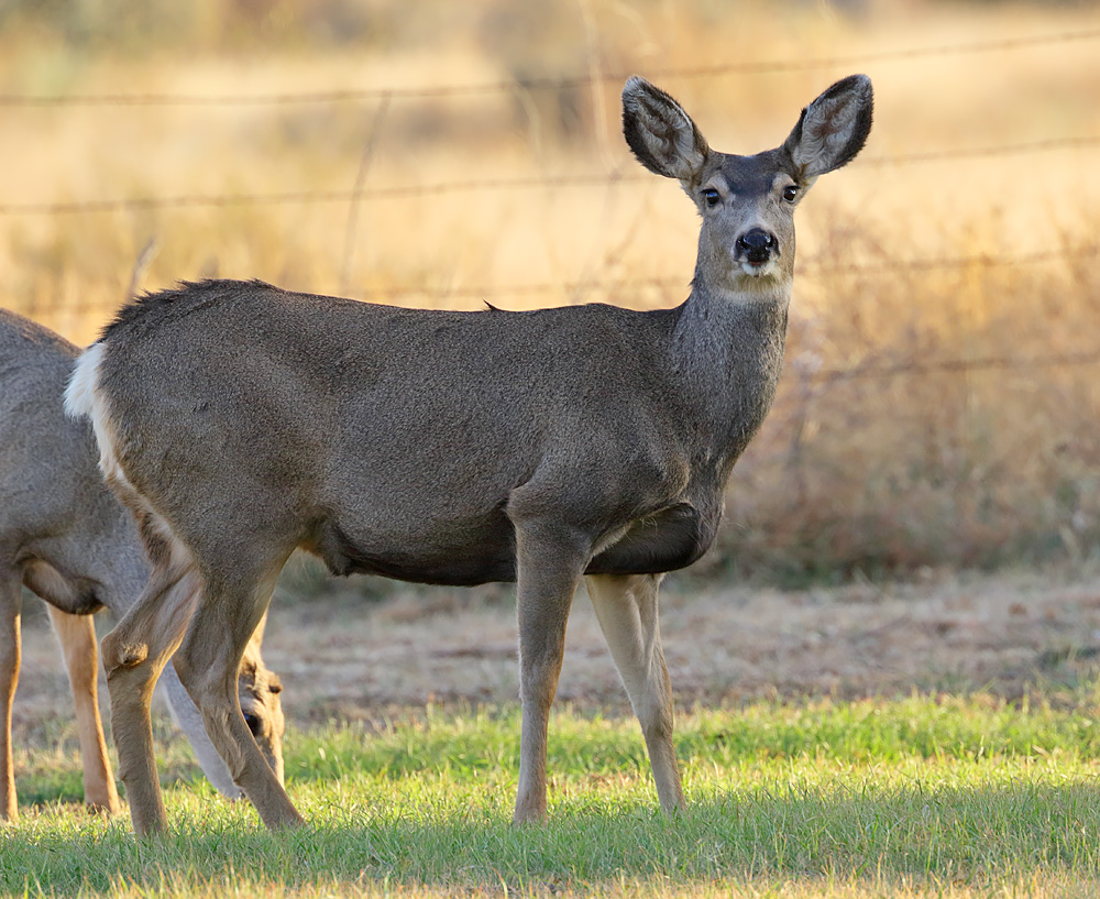 Mule Deer