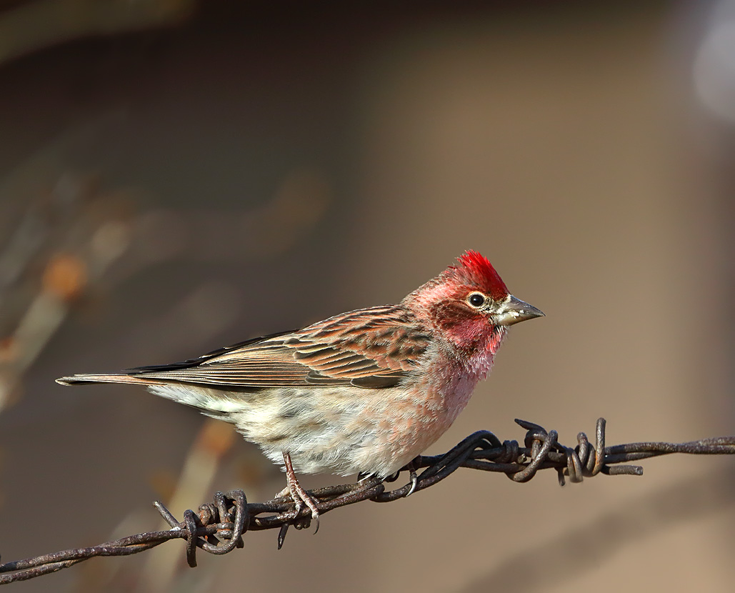 Cassins Finch