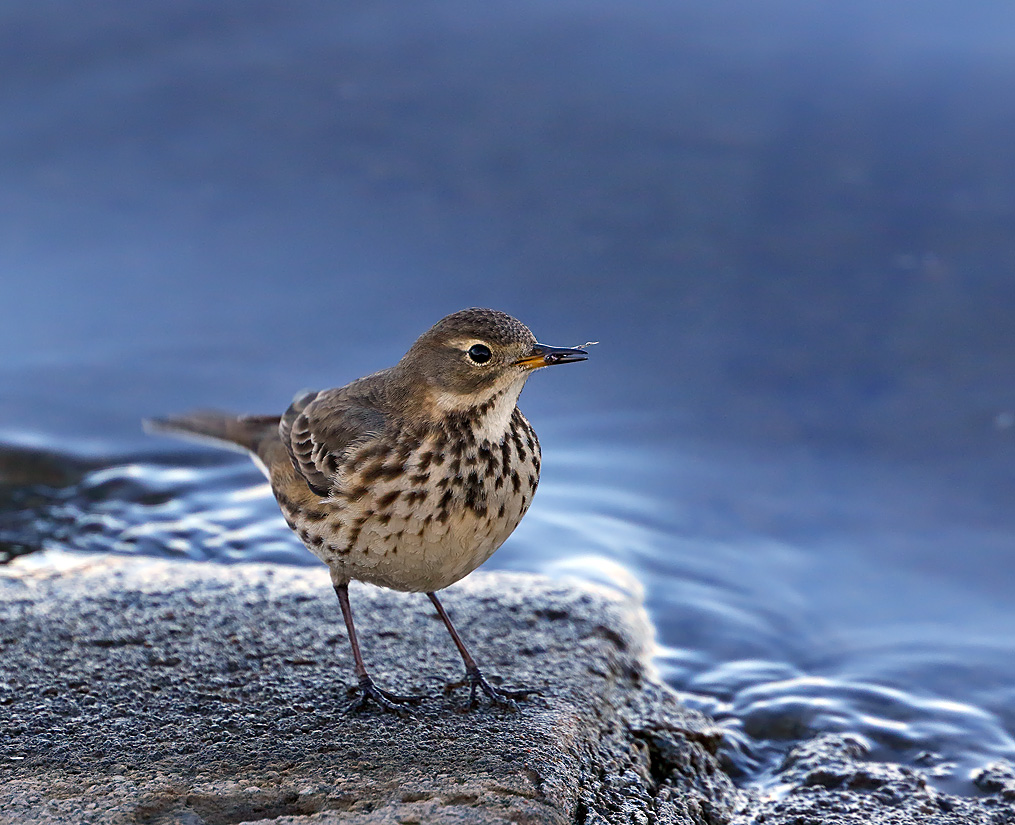 American Pipit