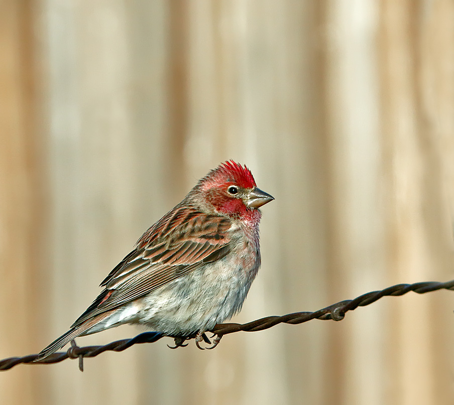 Cassins Finch