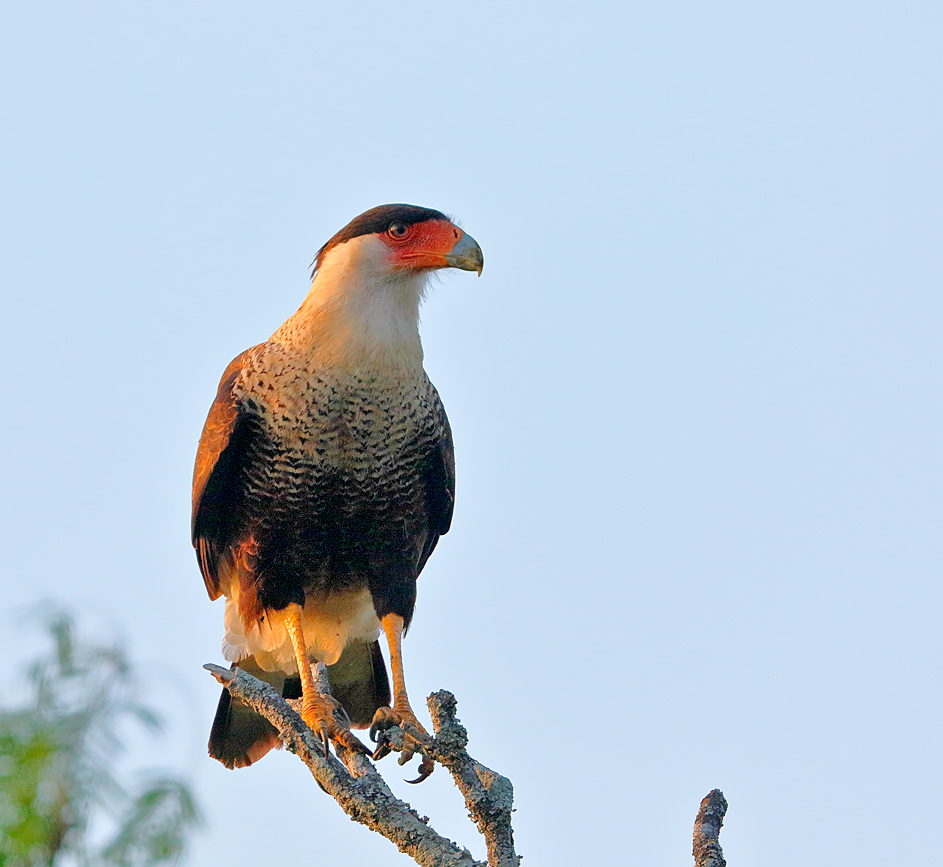 Crested Caracara