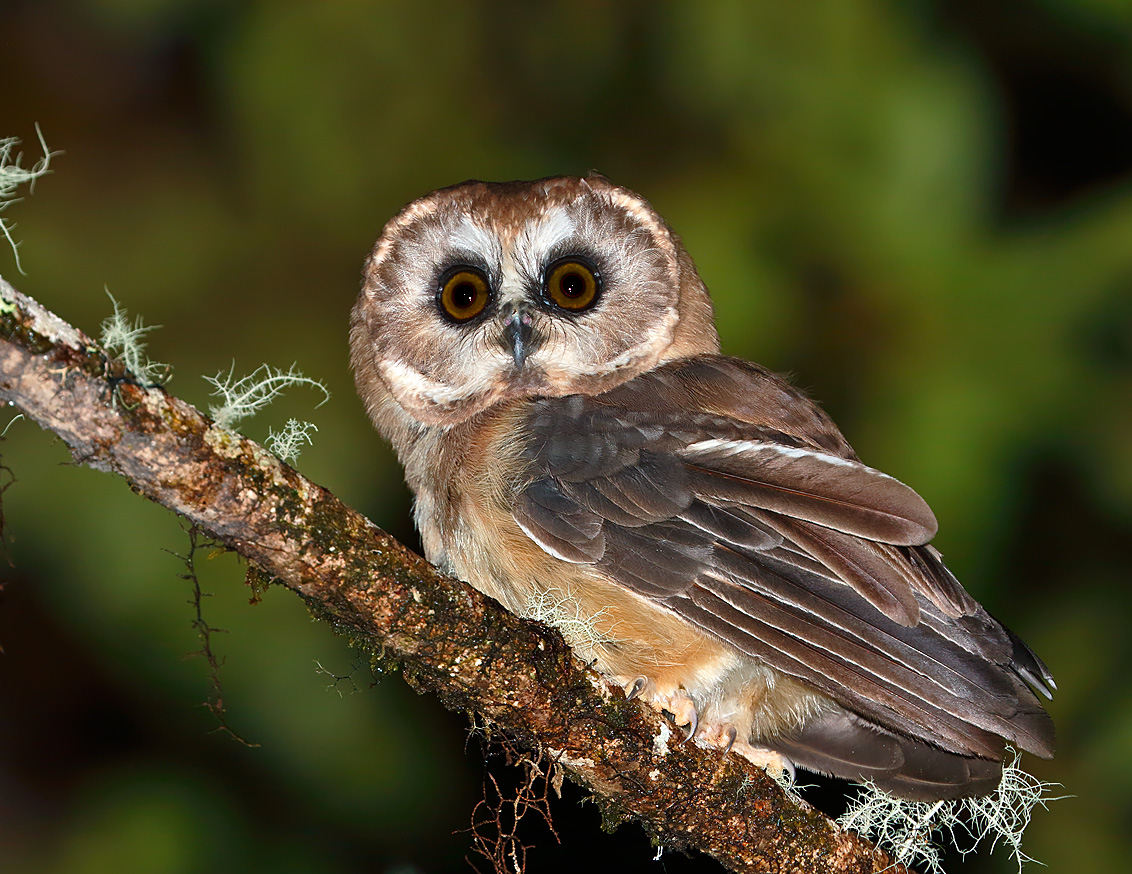 Unspotted Saw-whet Owl