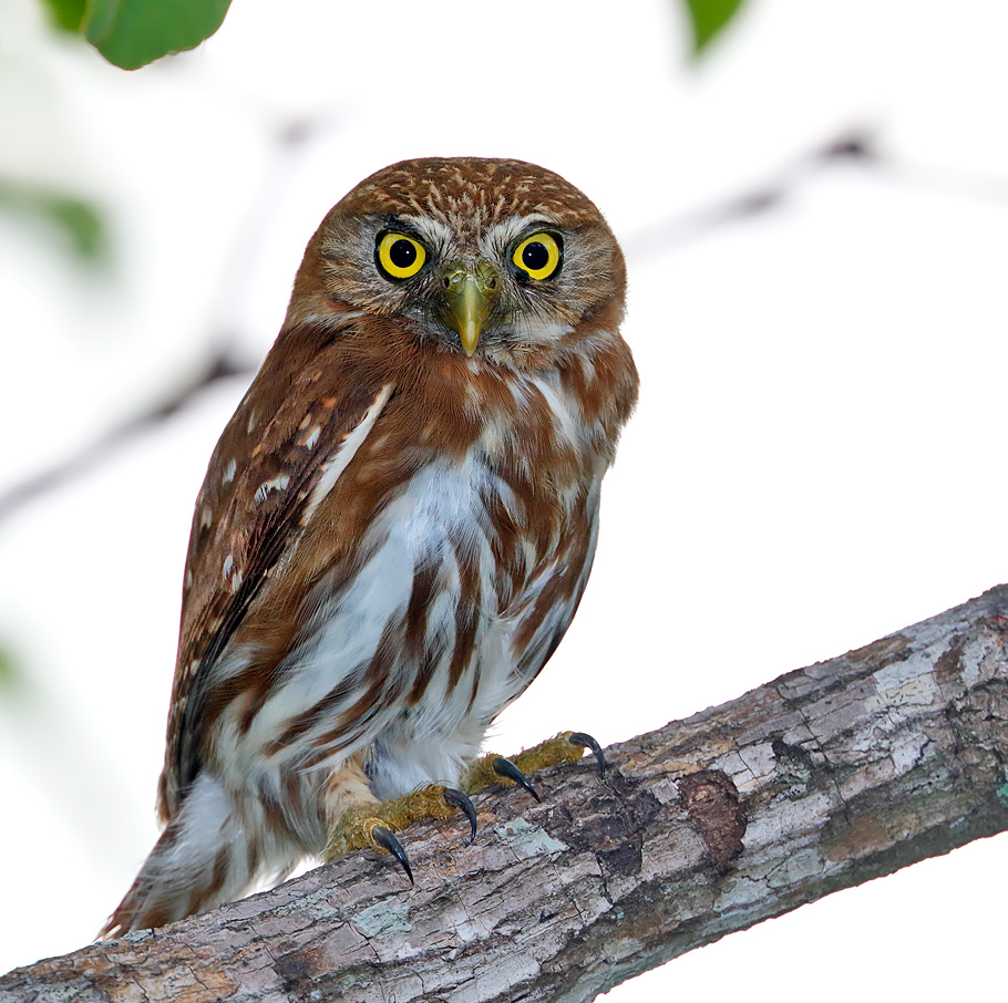 Ferruginous Pygmy-Owl