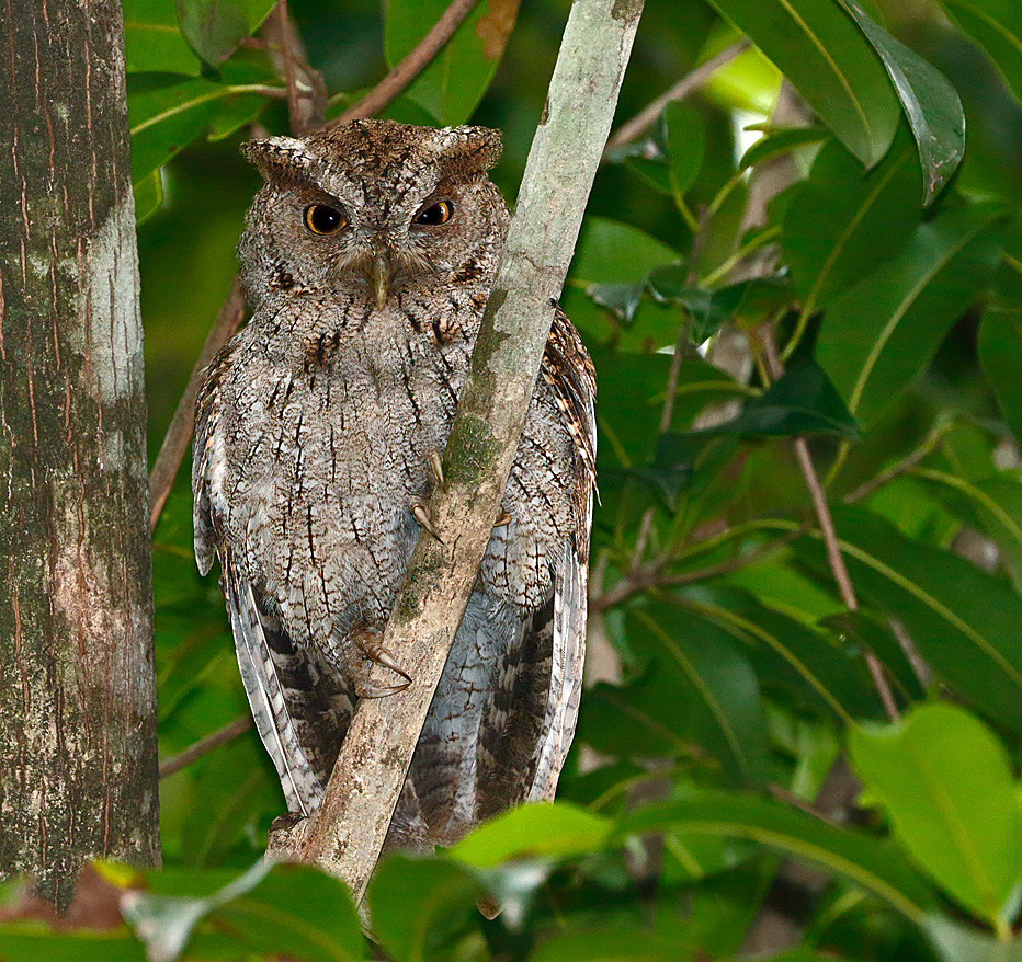 Pacific Screech-Owl