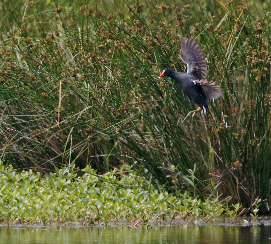 Common Gallinule