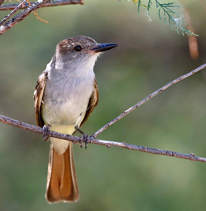 Ash-throated Flycatcher