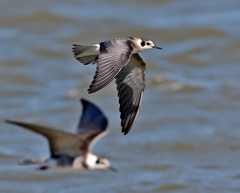 Black Tern