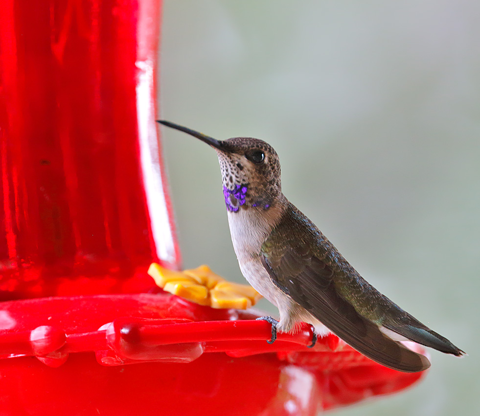 Black-chinned Hummingbird