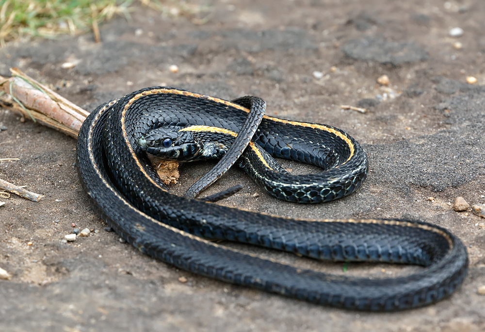 Western Black-necked Gartersnake